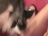Milf fuck dog